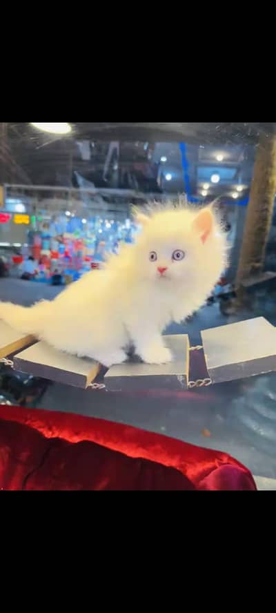 persian cat for sale MywatsapppNumber0341-15-94-140