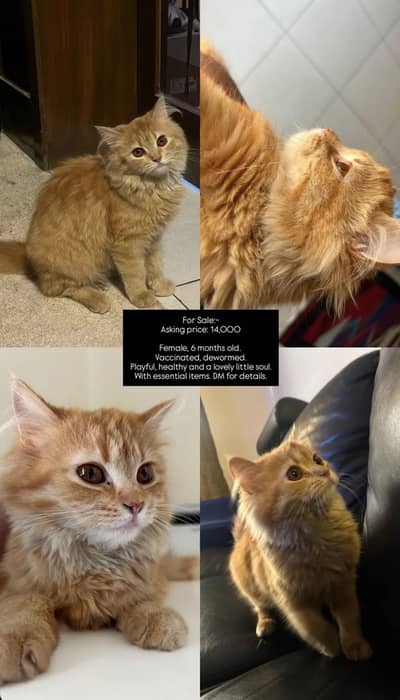 Semi Persian Female Cat for Sale