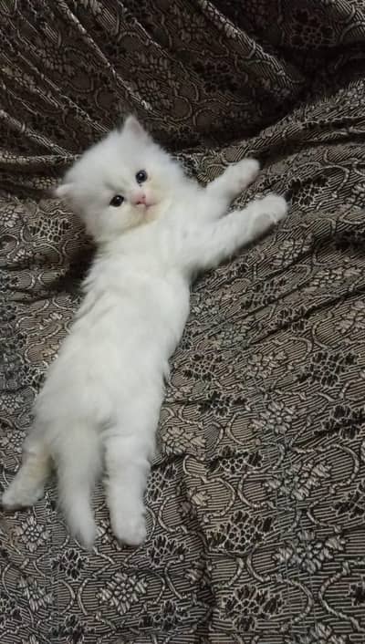 White Persian Pair Triple Coated
