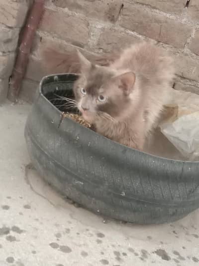 argent sale Persian cat