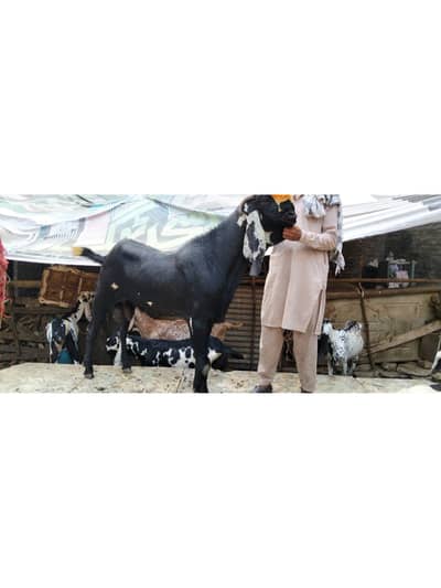 Breadar Bakra for sale