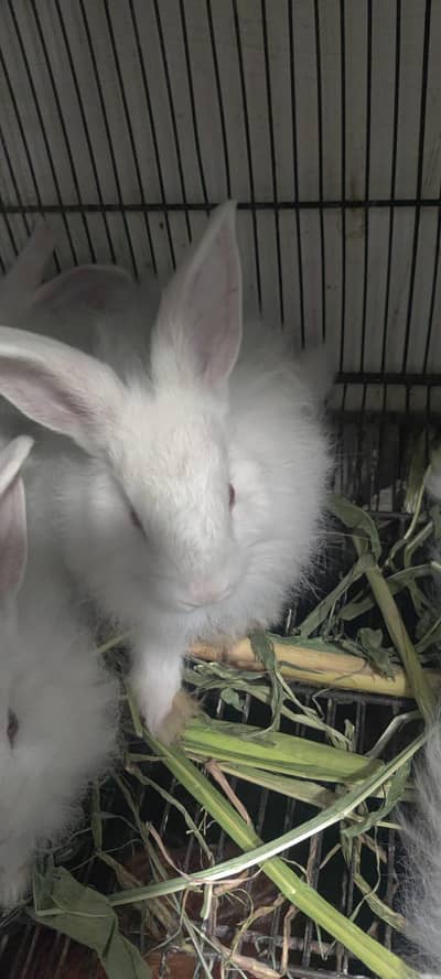 English hangoora rabbit