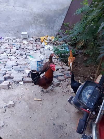 murga for sale