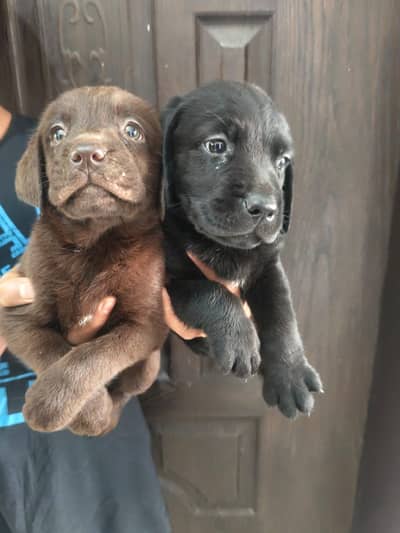 Labrador Puppy | Labra Pupps | American Labra | British Labra | Labra