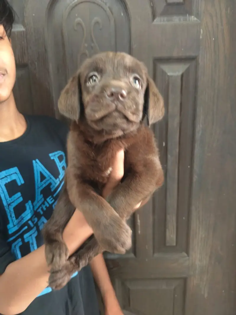 Labrador Puppy | Labra Pupps | American Labra | British Labra | Labra — photo 2