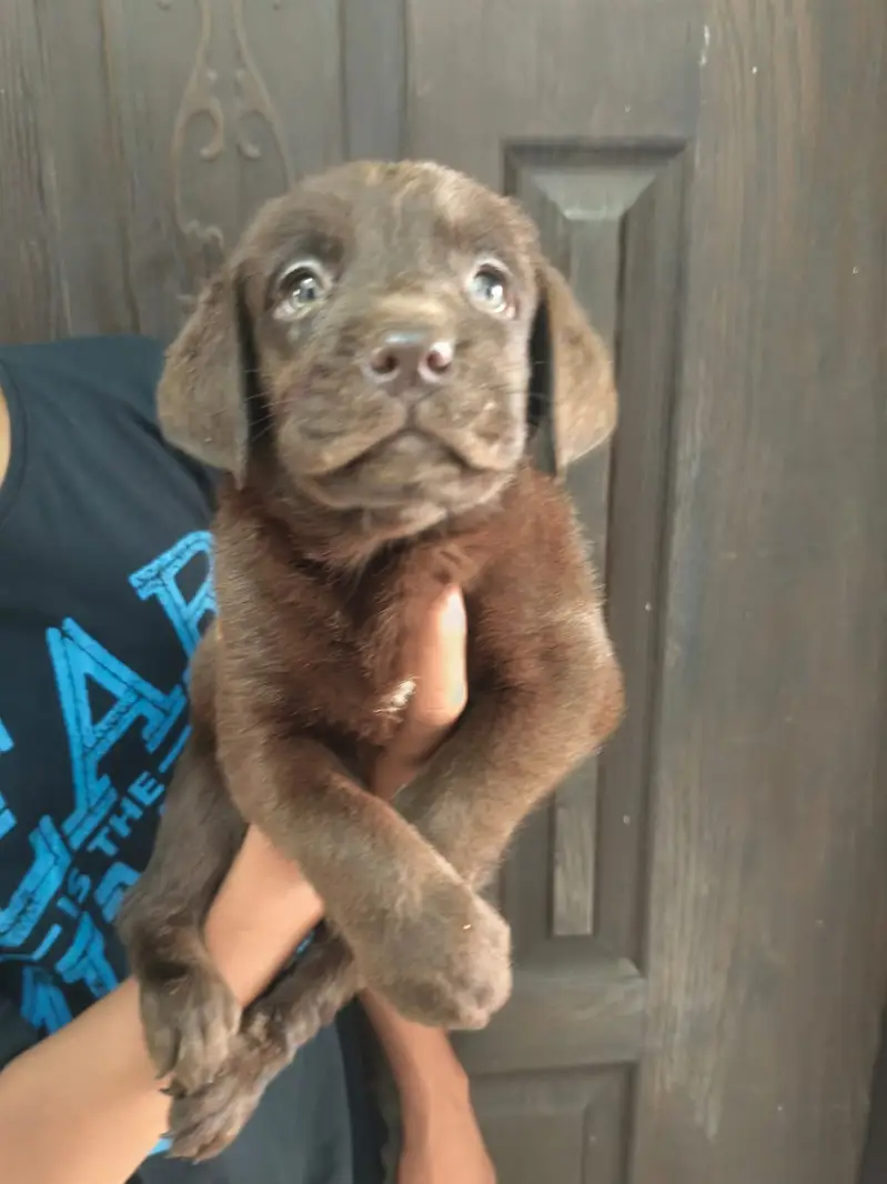Labrador Puppy | Labra Pupps | American Labra | British Labra | Labra — photo 3