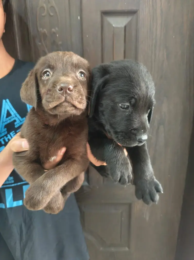 Labrador Puppy | Labra Pupps | American Labra | British Labra | Labra — photo 5