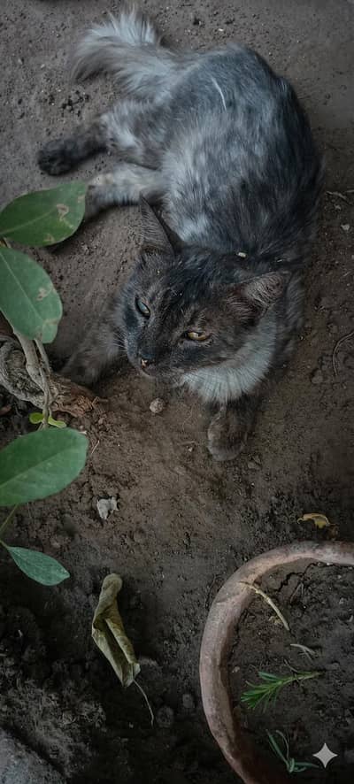 persian male for sale