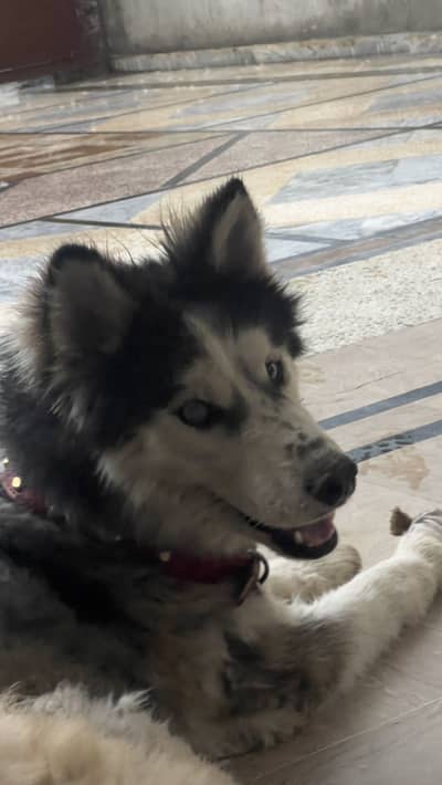 Husky for sale