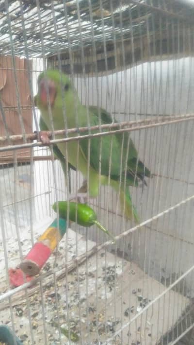 hand tame parrot