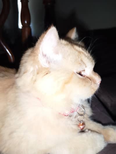 Persian Cute Cat