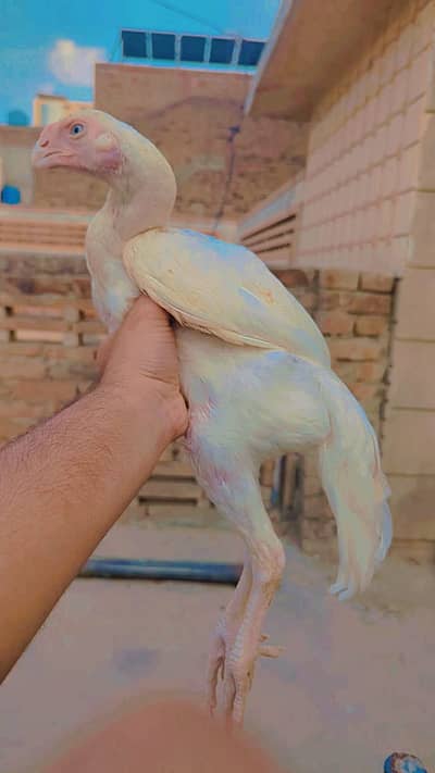 Mianwali aseel chicks|lakha aseel|Qandhari/parrot beak aseel_long tail