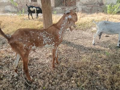 makhicheenay kheera quality breedor