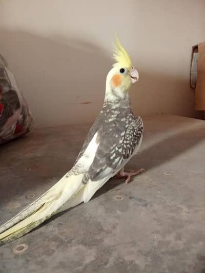 Semi tame cockatiel for sell