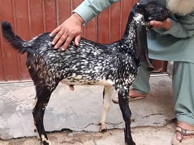 Makhi Cheena Breed