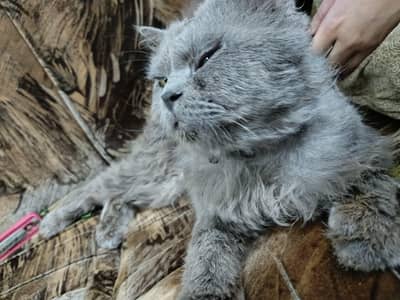 Smoky Persian Cat (Male)