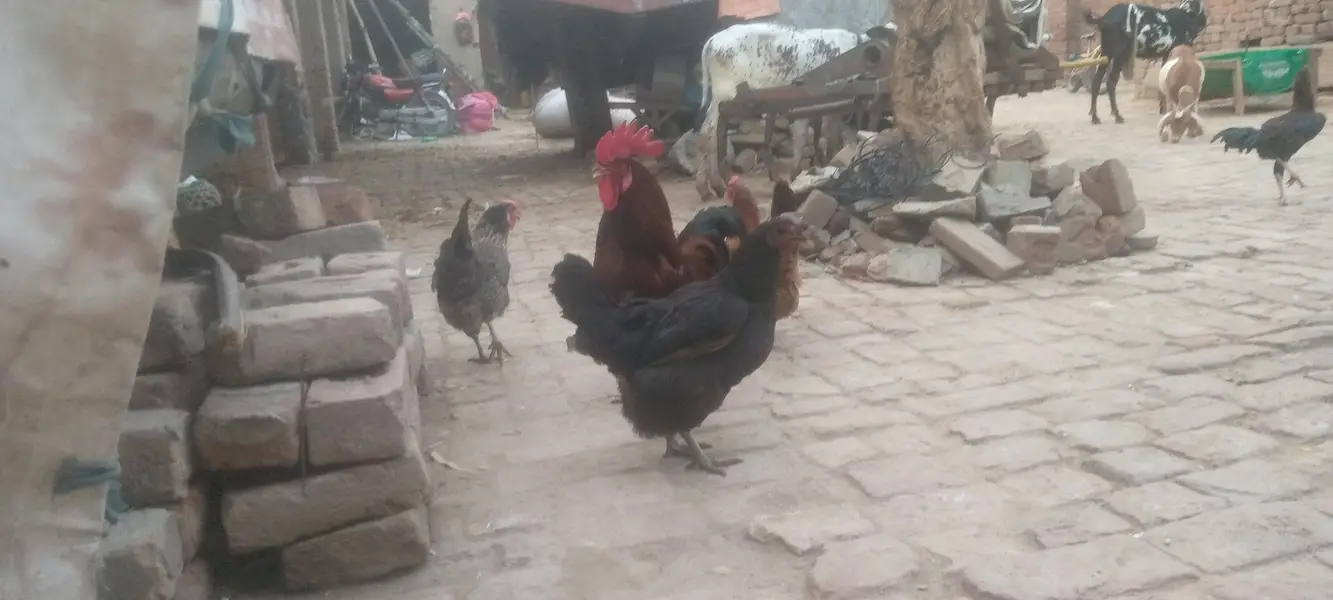 four female and one male — photo 2
