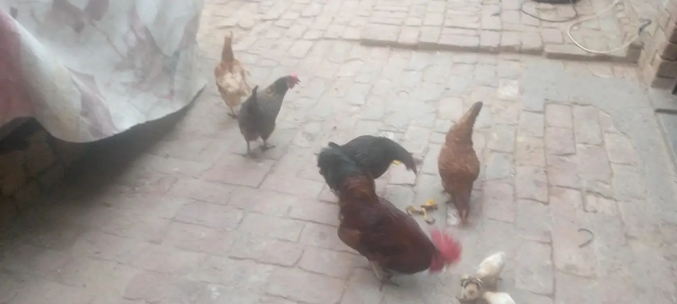 four female and one male — photo 11