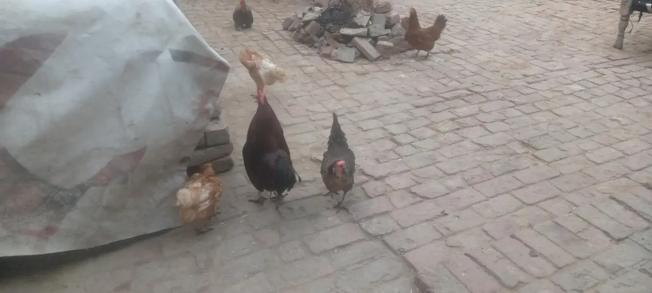 four female and one male — photo 12