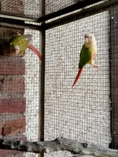 Pineapple Conure parrots