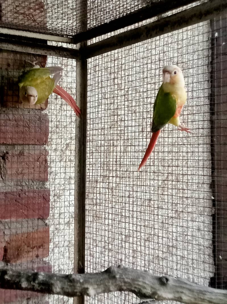 Pineapple Conure parrots 0