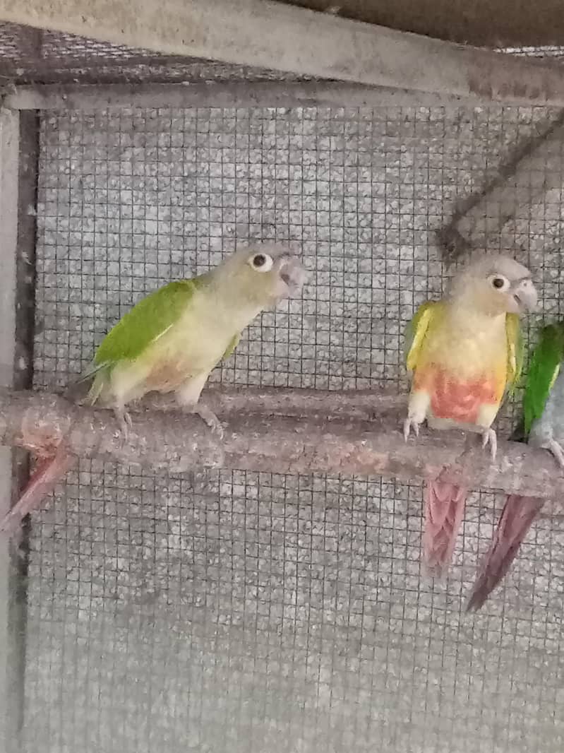 Pineapple Conure parrots 1