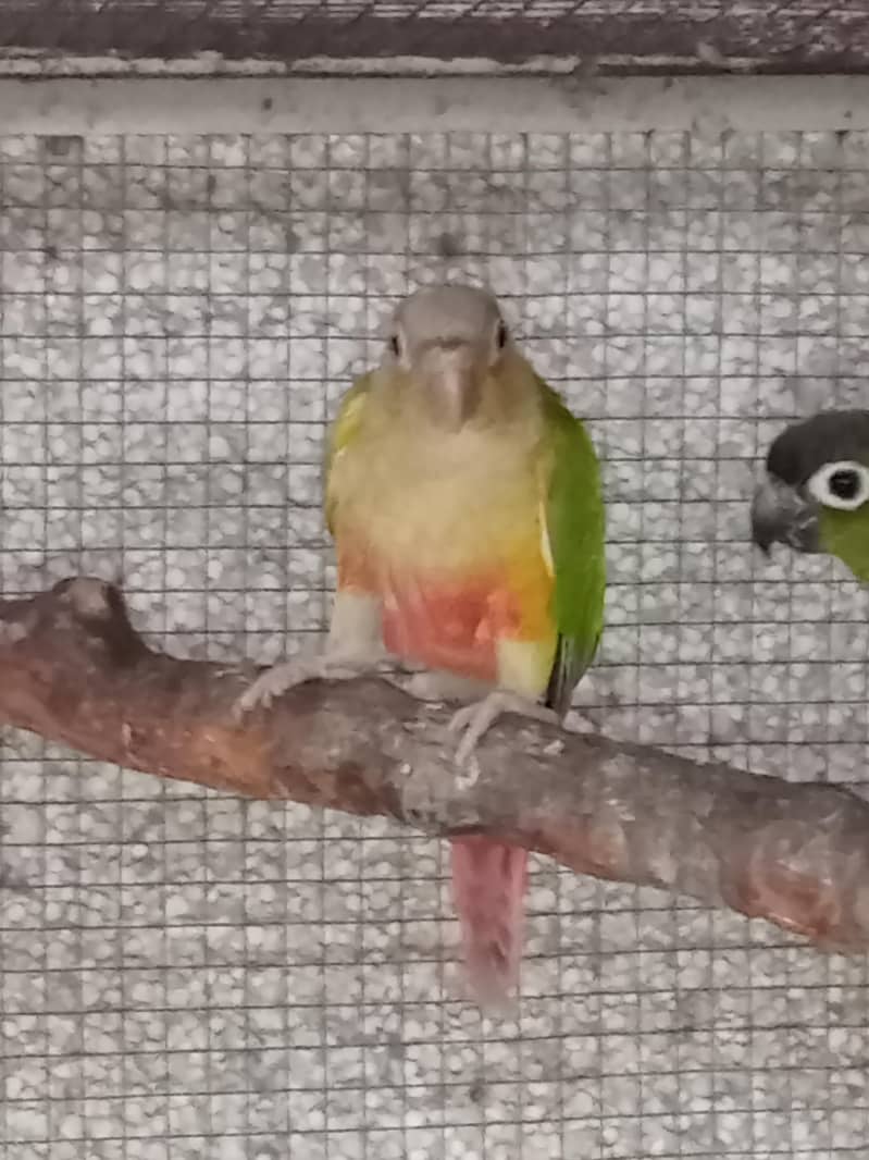 Pineapple Conure parrots 2