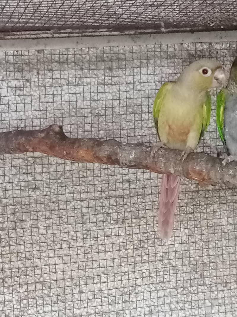 Pineapple Conure parrots 3