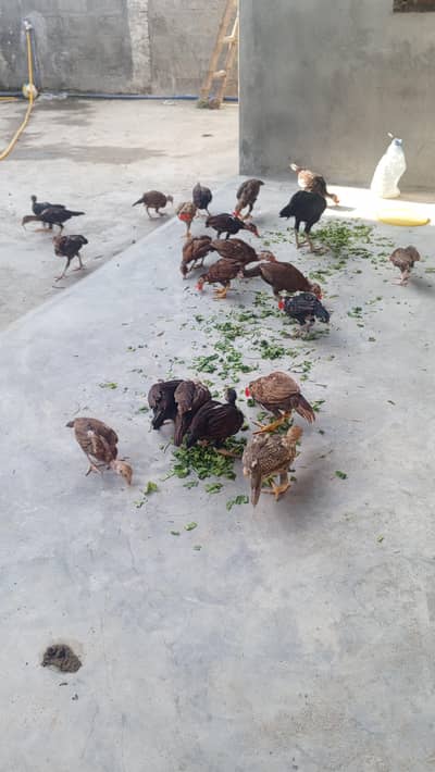 Aseel chozy for sale per choza 2600