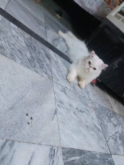 wait clr pici for stud meel available