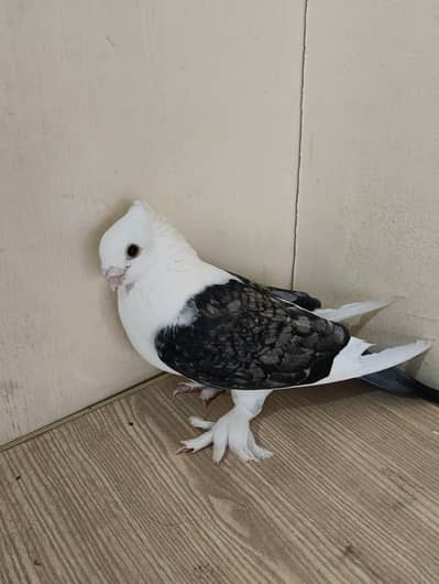Sentient pegion