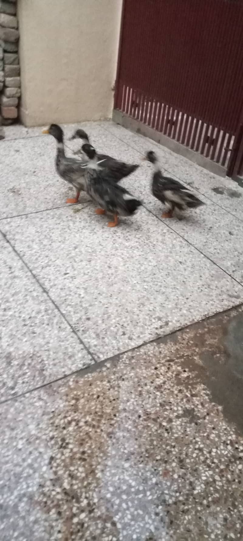 Egg laying ducks 0