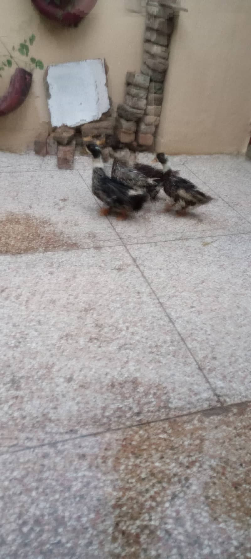 Egg laying ducks 1