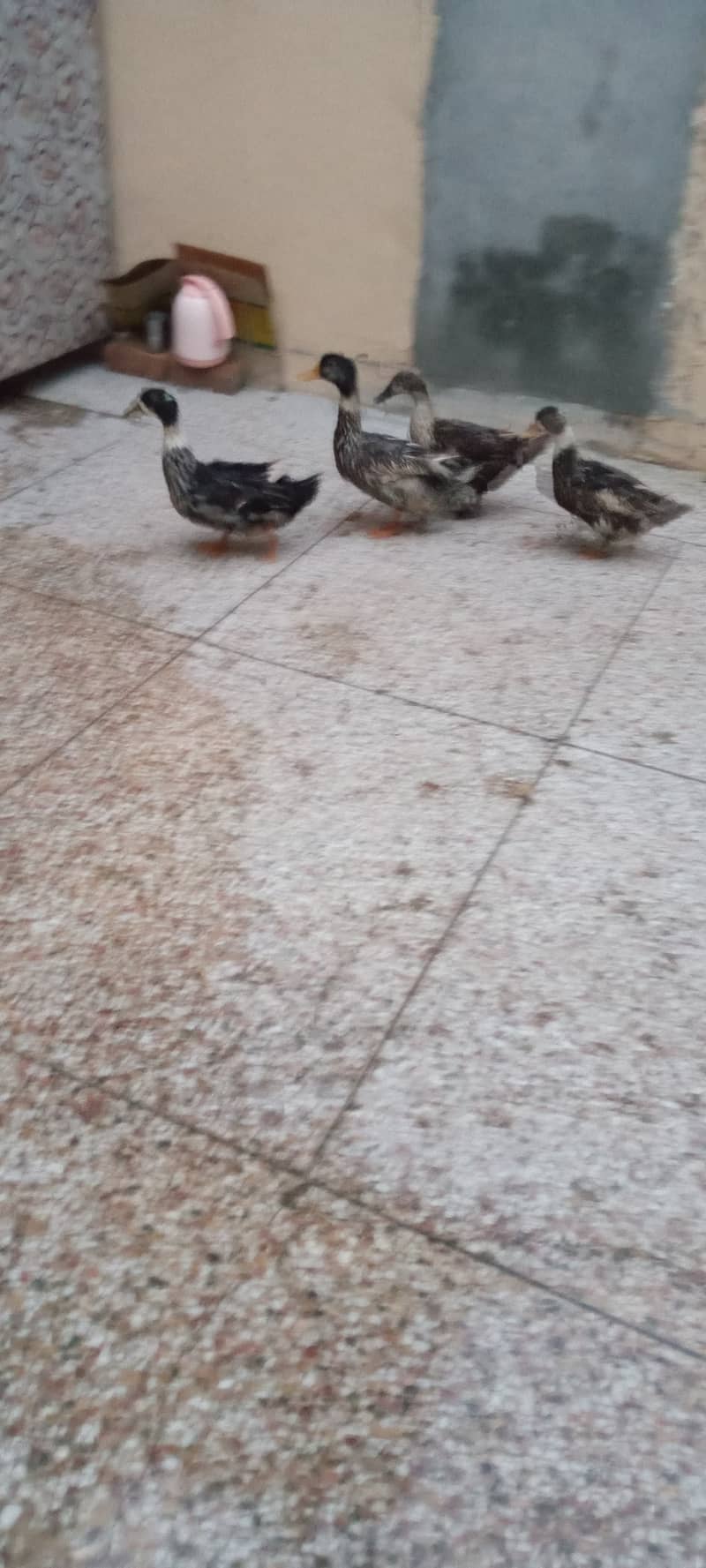 Egg laying ducks 2