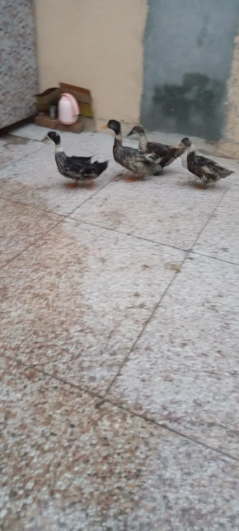 Egg laying ducks — photo 3