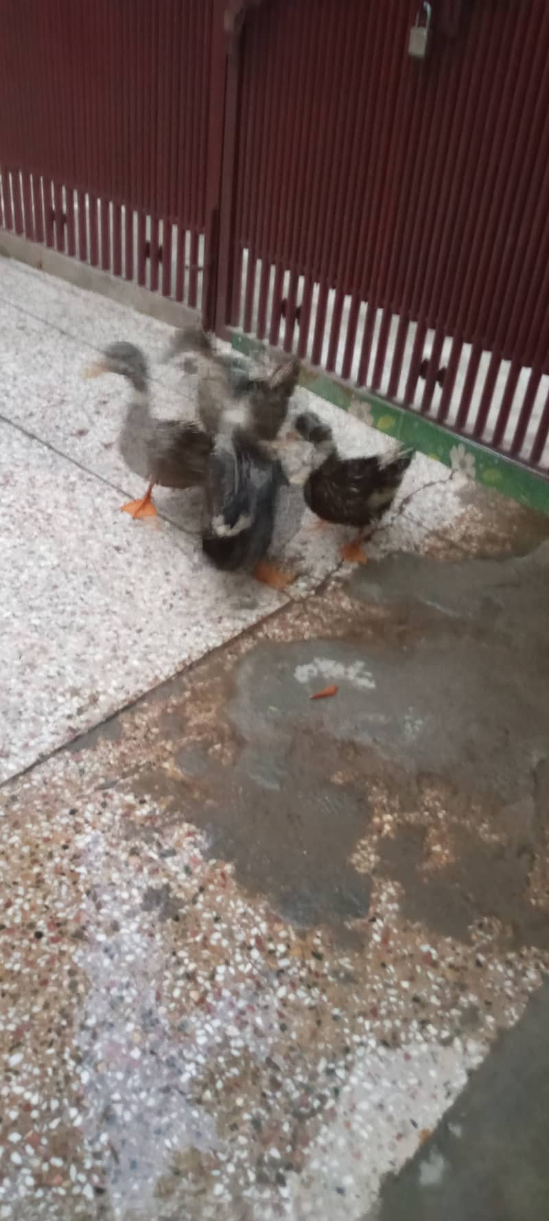 Egg laying ducks 3