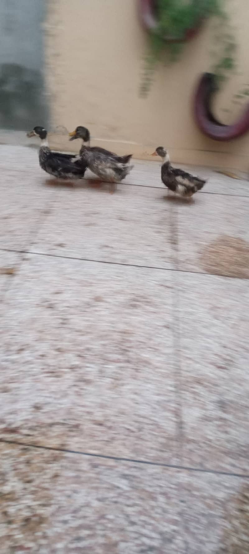 Egg laying ducks 4