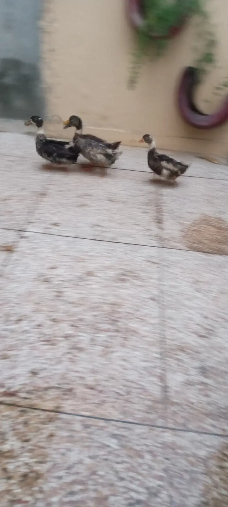 Egg laying ducks — photo 5