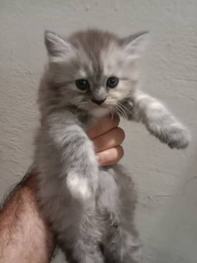Persian cat kitten