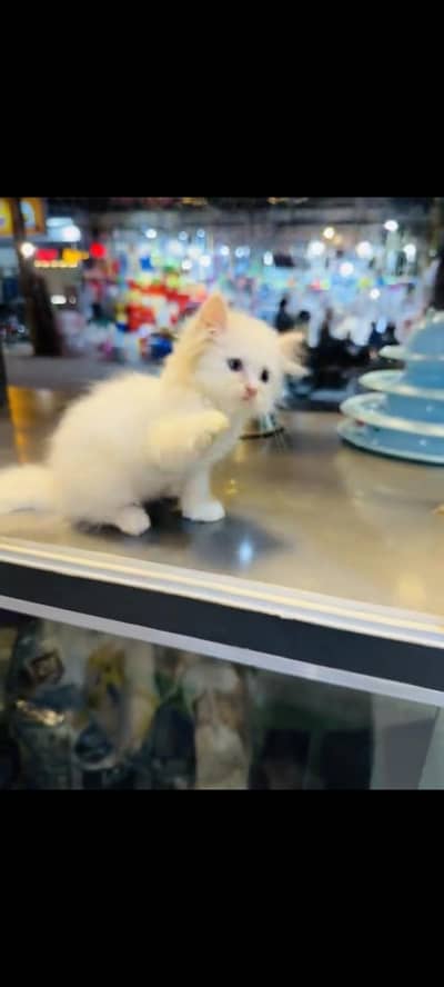 persian cat for sale MywatsapppNumber0341-15-94-140