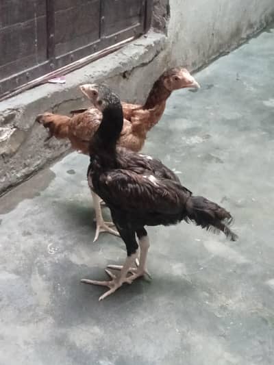 aseel amroha chiks