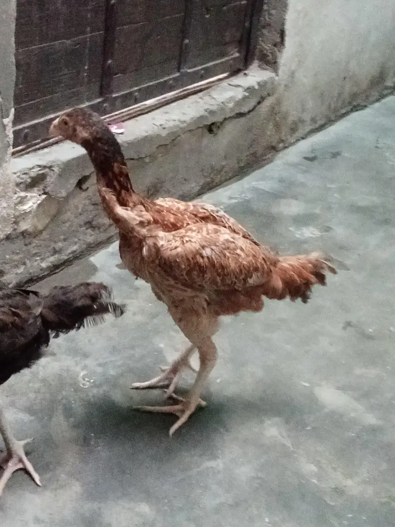 aseel amroha chiks — photo 6