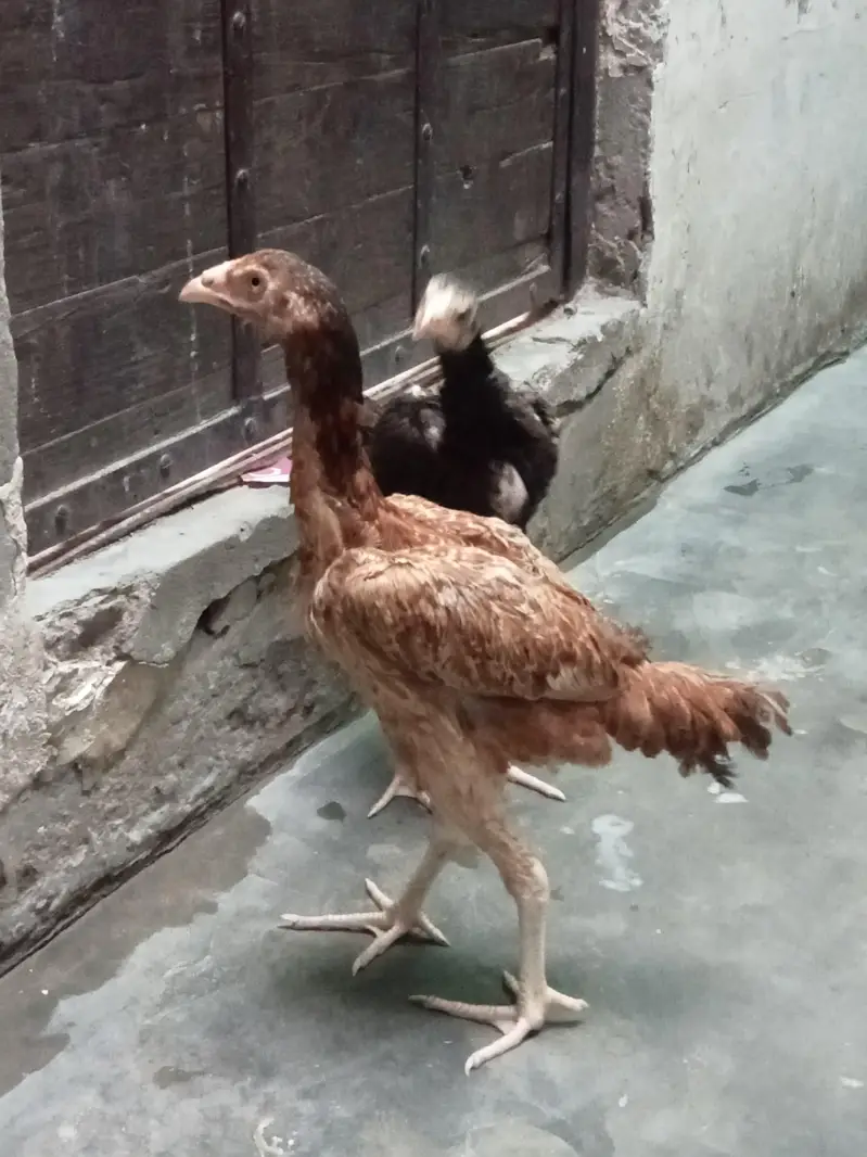aseel amroha chiks — photo 10