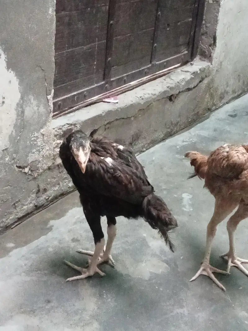 aseel amroha chiks — photo 11