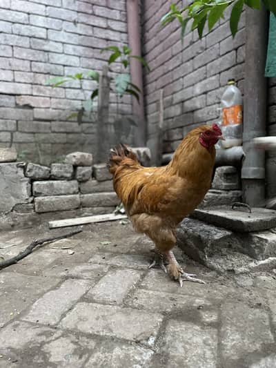 Golden buff male