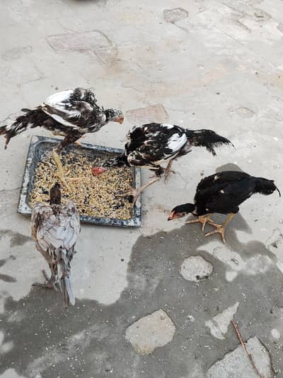 Aseel lasani chicks