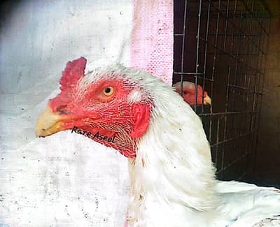 White Rampuri Cock and Hens