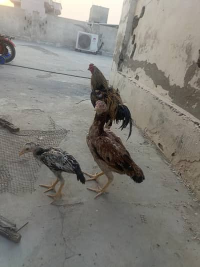 aseel pair mianwali
