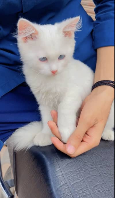 Persian cat