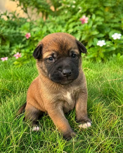 Cute Brown Puppy –  Healthy Puppy Looking for a New Home